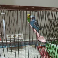 مرغ عشق زیبا|پرنده|خمینی‌شهر, |دیوار