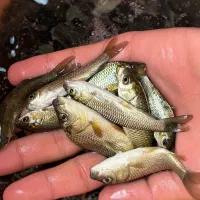 انواع ماهی کپور اصلاح نژاد شده