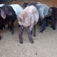 یک عددبره نرافشار|حیوانات مزرعه|گنبد کاووس, |دیوار