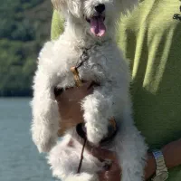 تریر|سگ|تبریز, |دیوار