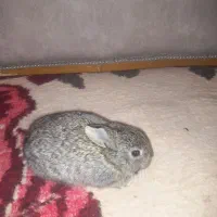 خرگوش نژاد دار|موش و خرگوش|اصفهان, گلستان|دیوار