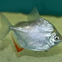 لوازم و ماهی آکواریوم