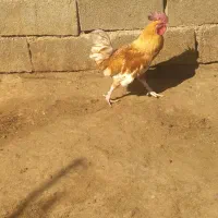 خروس دو رگ