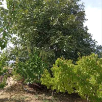 خانه-باغ-ابر