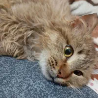 گربه میکس پرشین