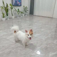 فروش سگ شیتزو