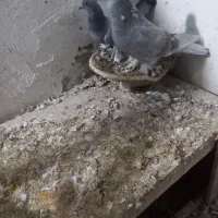 کبوتر ترکیه|پرنده|خسروشاه, |دیوار