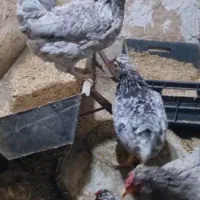 تخم گلین نطه دار