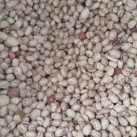 انواع حبوبات