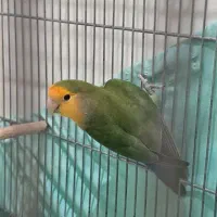 طوطی برزیلی