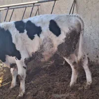 بهترین گوساله از بهترین نژاد