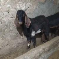 بزغاله نر اصیل