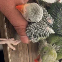 جوجه شاه طوطی سرلاکی