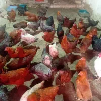 مرغ بومی