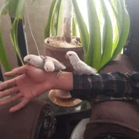 سلام سه عدد طوطی برزیلی(کوتوله)فول رام و دستی|پرنده|بافت, |دیوار