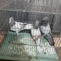 جوجه دو خط عالی تازه دون خور