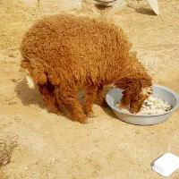گوسفند
