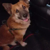 واگذاری سرپرستی سگ ژرمن اشپیتز