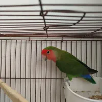 معاوضه پرنده با برنج (مجسمه)