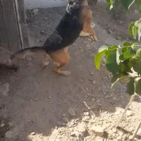 سگ نگهبان