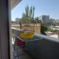 عروس طوطی