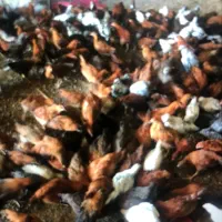 مرغ گلپایگان ۱ساله|حیوانات مزرعه|ماهدشت, |دیوار