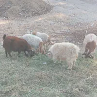 بز نری چپشت نژاد دار ابستن|حیوانات مزرعه|جیرفت, |دیوار