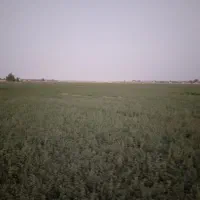 فروش یونجه پرس شده|عمده‌فروشی|ایرانشهر, |دیوار