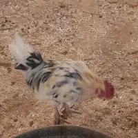 خروس گلین جوان