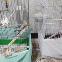 عروس هلندی سرحال وزییا