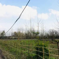 زمین مسکونی جنگلی جاده رشت تهران سراوان|فروش زمین و ملک کلنگی|رشت, گیل|دیوار