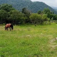 295 متر زمین سند تک برگ داخل شهر