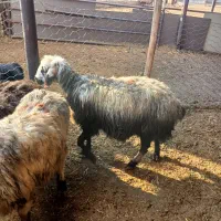 میش وبره|حیوانات مزرعه|فولادشهر, A2|دیوار