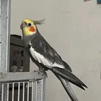 طوطی عروس|پرنده|گیلان غرب, |دیوار