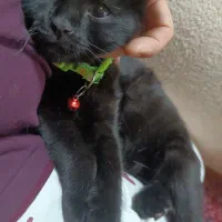 بچه گربه|گربه|همدان, |دیوار