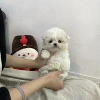 مالتیپو فسقلی|سگ|قم, سیدان|دیوار