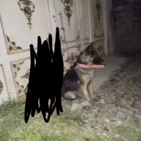 سگ ژرمن شاه طوله