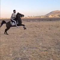 اسب نریان سواری دار بجنگ