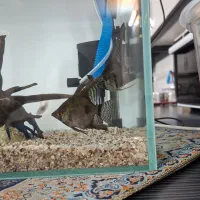 ماهی آنجل نژاد دار