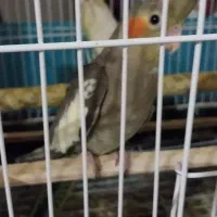 عروس هلندی لوتینو|پرنده|رودسر, |دیوار