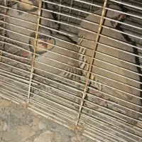 فروش فوری قیمت  یک میلیون 500