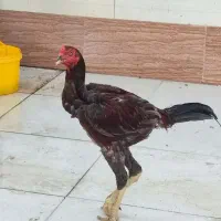 خروس ذات دار عالی
