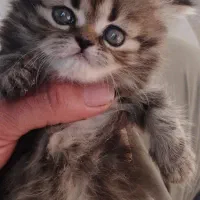 بچه گربه برتیش.اسکاتیش.فلت|گربه|میانه, |دیوار