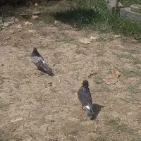 کبوتر