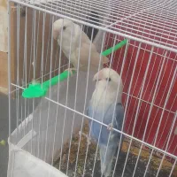 کوتوله و مرغ عشق انگلیسی قناری ماده