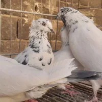 نروماده کله ای پرش بالا