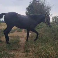 اسب نیلی|حیوانات|فومن, |دیوار