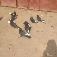 کفتر دمسفید