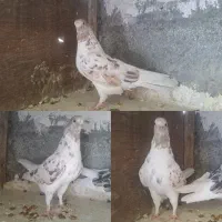 کفتر پرشی طوقی سینه ای خوشرنگ|پرنده|مبارکه, |دیوار