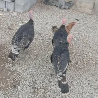 بوقلمون دونه ای یک میلیون هشتصد